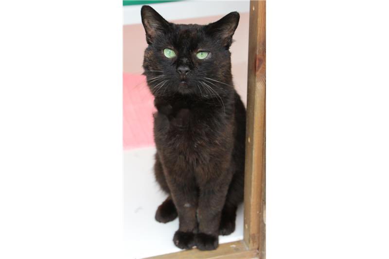 Beautiful FIV boy Sammy is still looking for a lovely indoor home. He’d like space to run around in and someone who’s around a lot for cuddles. Please #AdoptDontShop this #Caturday! #Buckinghamshire