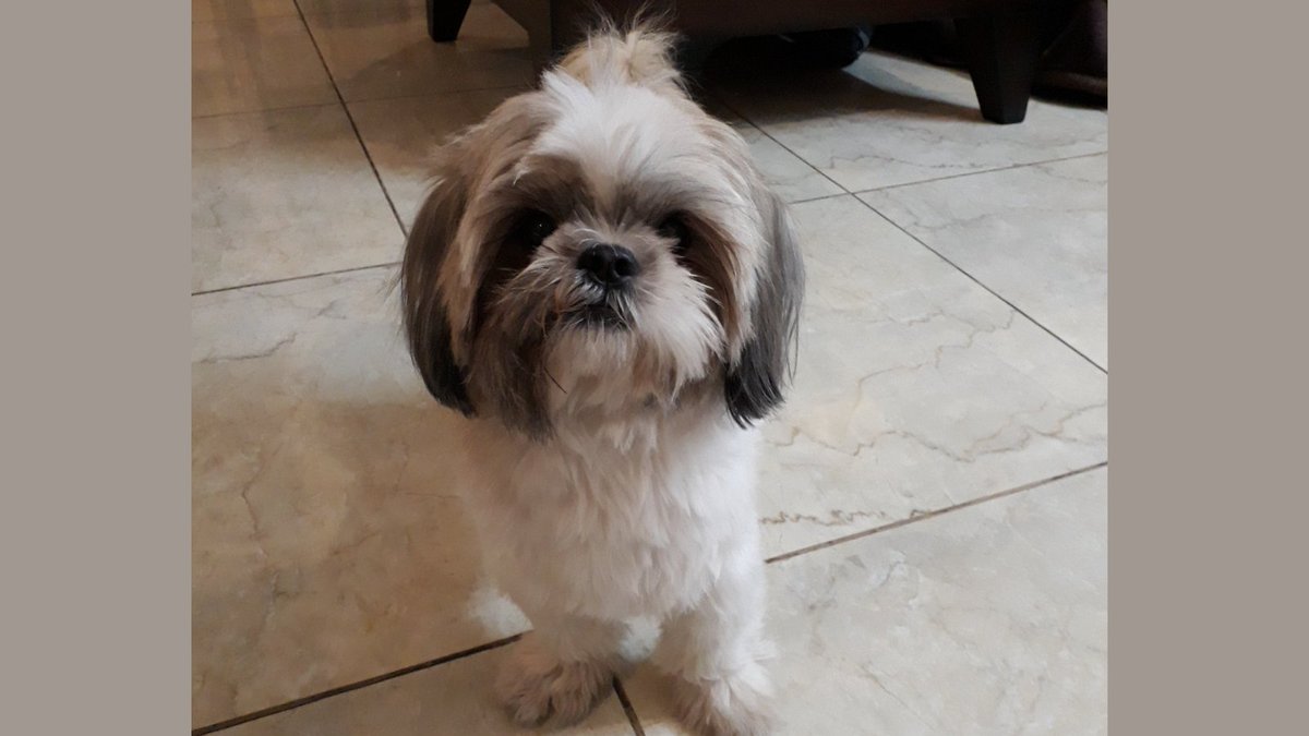 #notfunny 
Mom, taking me to groomer every week is NOT FUNNY