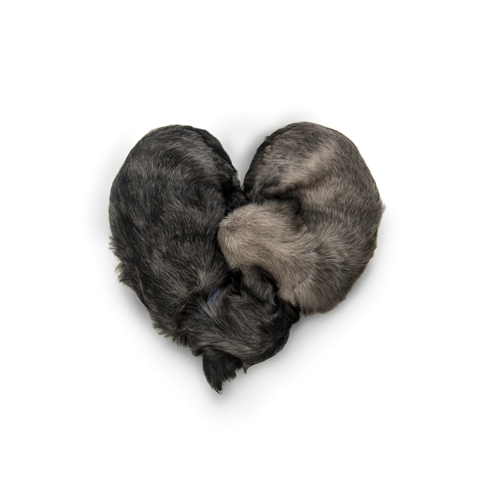 Venture Studios Photography (@venturephoto) on Twitter photo "will you hold paws with me and snuggle me until i'm warm?" 
Yes... yes we absolutely will!! 
We love snuggling your pets so PLEASE make sure you bring them with you to your sessions π "will you hold paws with me and snuggle me until i'm warm?" 
Yes... yes we absolutely will!! 
We love snuggling your pets so PLEASE make sure you bring them with you to your sessions π