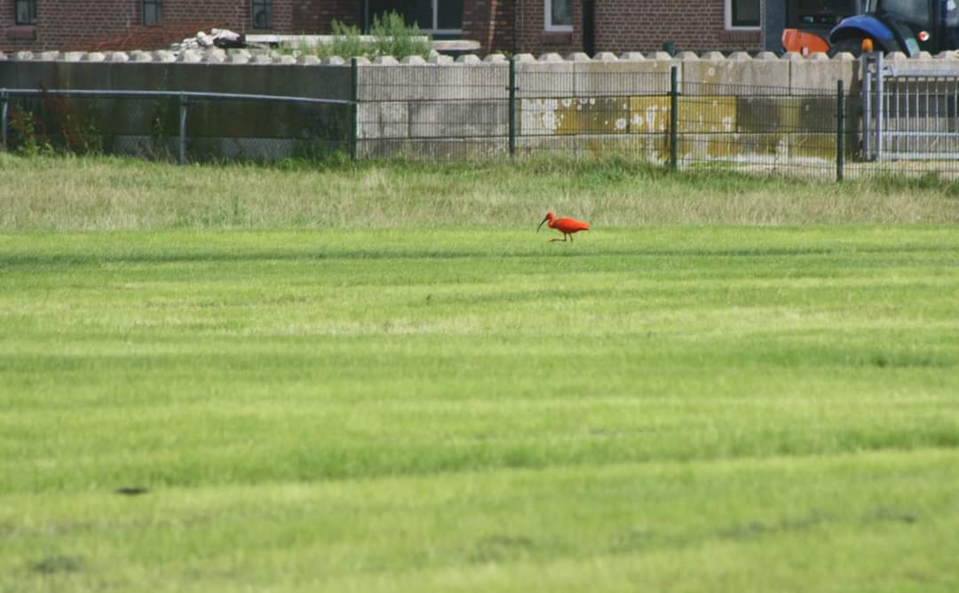 Debby_Seubers's tweet photo. #Rodeibis bijna in de achtertuin 😁
#groningen https://t.co/l50cy7eRq2