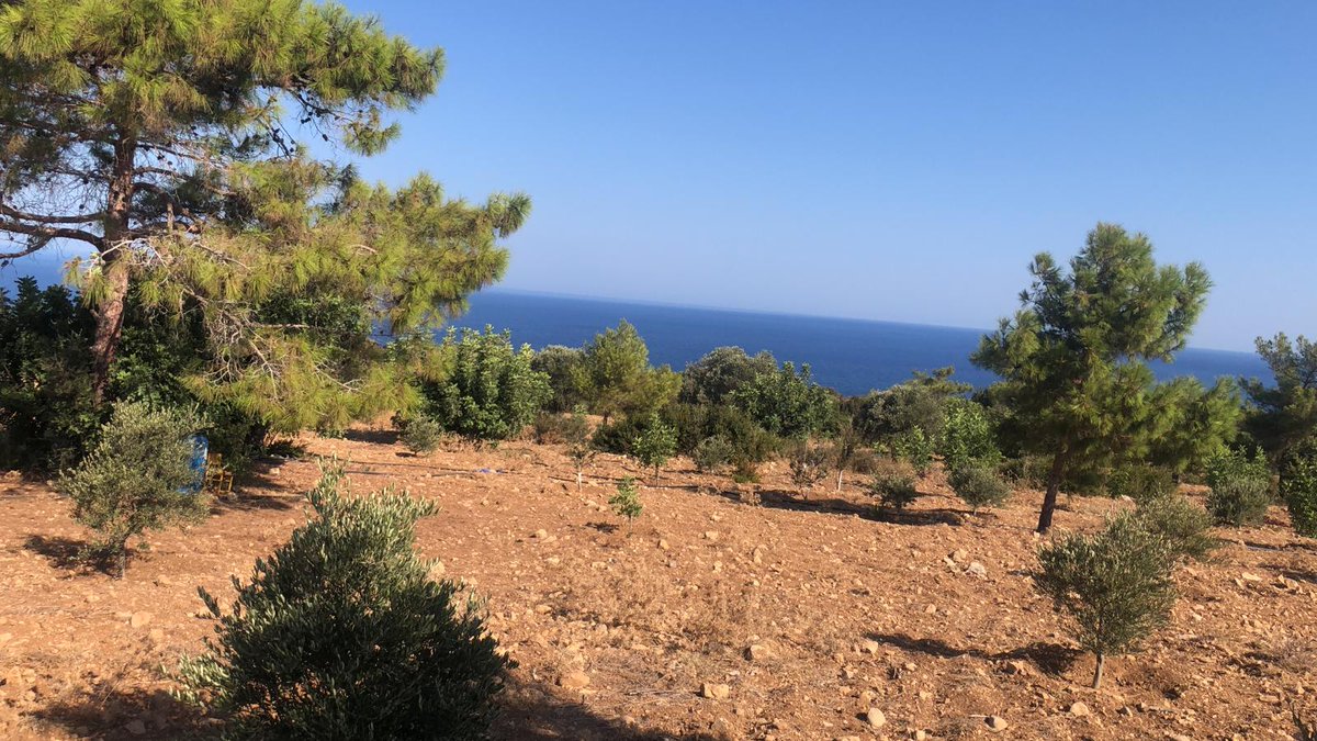 Manzaraya bakkk, harika bi detaysin kibrisim😍😍😍 #KKTC #zeytinağacı