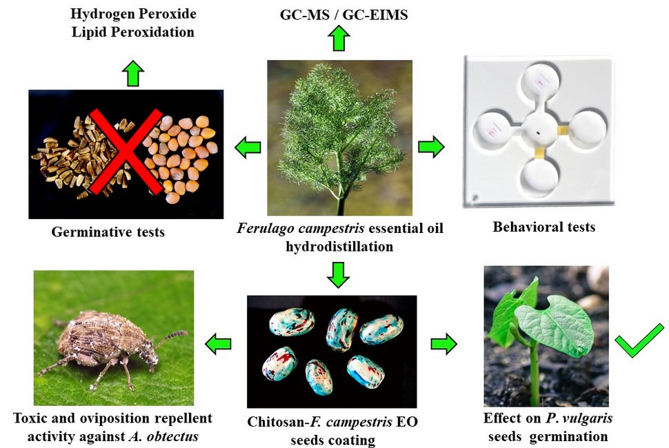 Agronomy_Mdpi's tweet photo. "Ferulago campestris Essential Oil as Active Ingredient in Chitosan #Seed-Coating: #Chemical Analyses, #Allelopathic Effects, and Protective Activity against the Common Bean #Pest Acanthoscelides obtectus " by Roberta Ascrizzi et al.@Unipisa @uniurbit 

🔗https://t.co/rPxZ4zxL13 https://t.co/lhZWw7FcCX