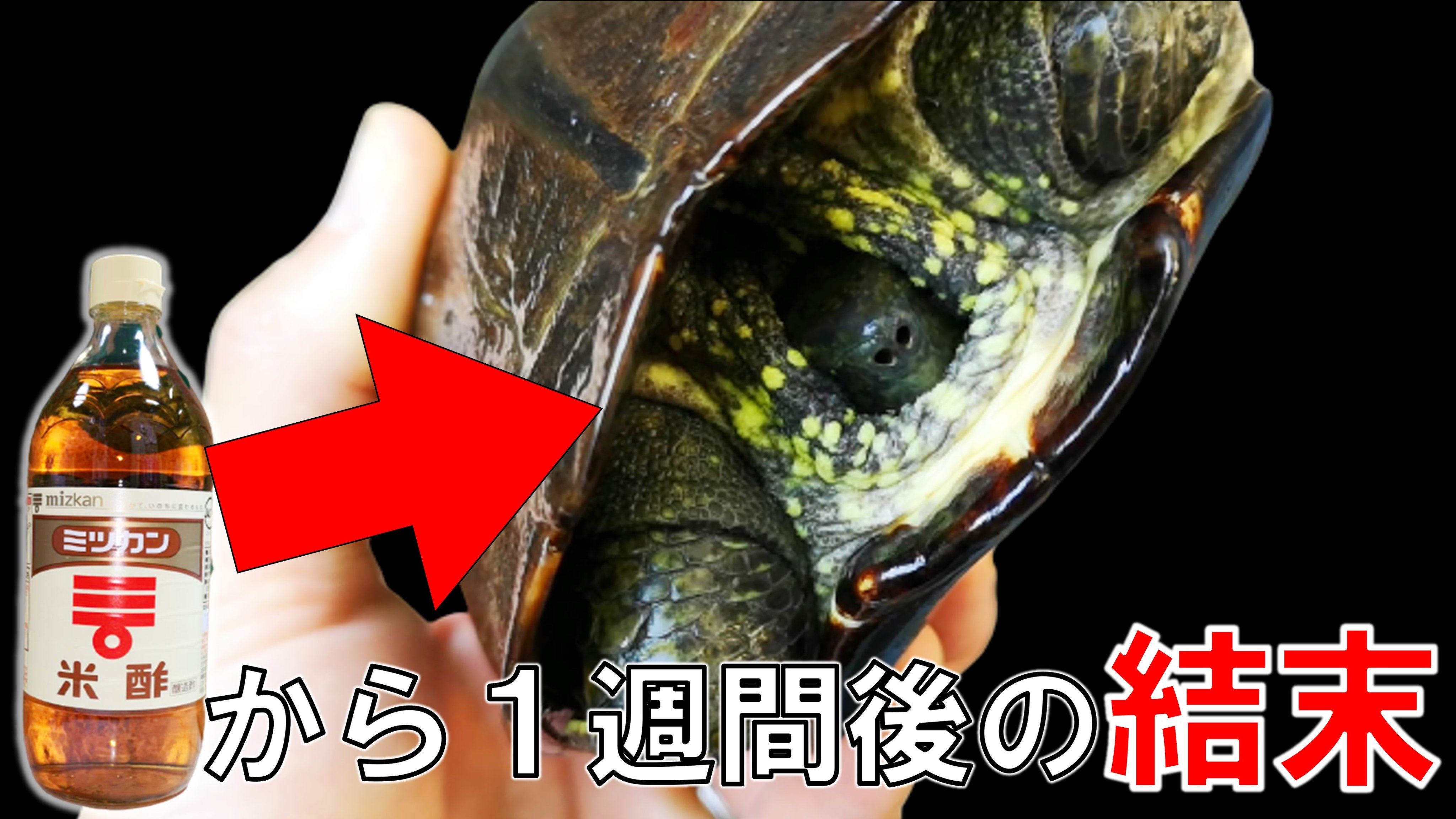 ヌマエラビル Twitter Search Twitter