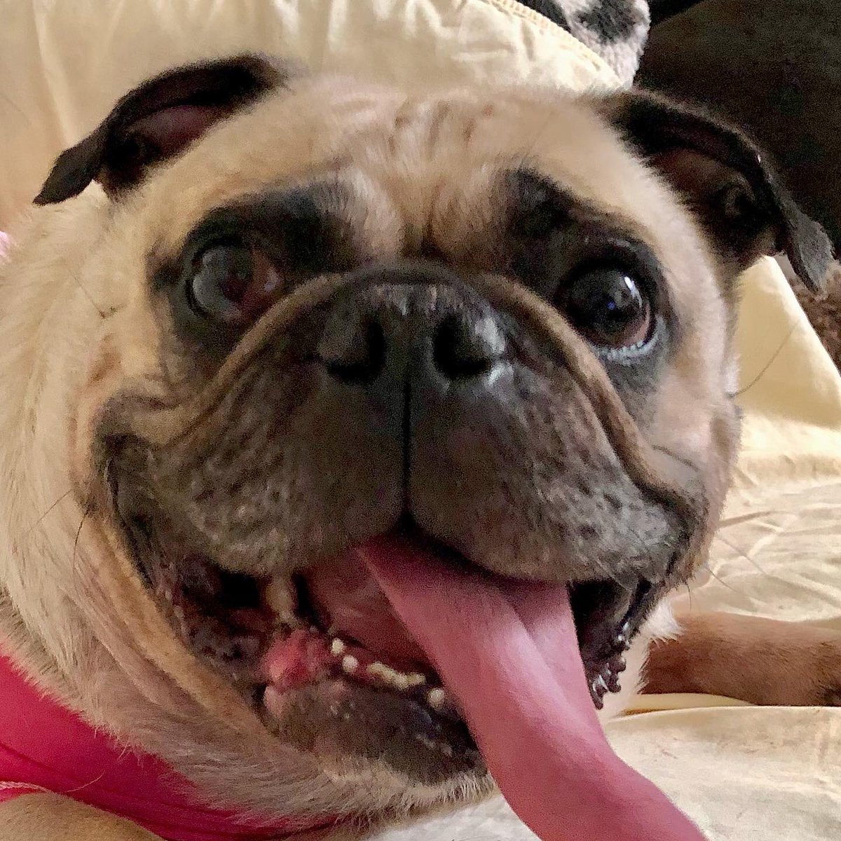 MaxiPugladiator's tweet photo. “Friyay furttenth, I challenges you wif my funny faces!🐈⬛🪜🪞-Magic Max
#max #pug #dog #zen #Friday13th #FridayThe13th #FridayVibes #Fundays #InternationalYouthDay #fun #funtimes #Pugladiator #Friyay #Lucknow #BowserDay2021 #Kisses4Universe #DogLover #loveyoutothemoonandback 🖤 https://t.co/1FESdP7rB8