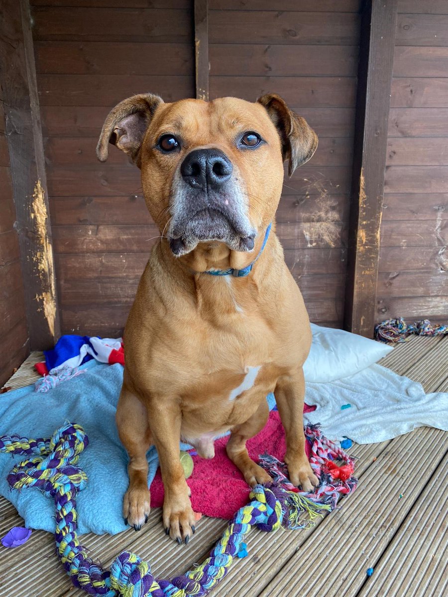 AdoptionsUk's tweet photo. Please retweet to help Max find a home #LIVERPOOL #England 
👇
Aged 8, Staffy Crossed Rotty, 'beautiful loyal dog' owner is too ill to care for him, he's best in an adult home as the only pet and would like to meet you a few times before going home
APPLY
https://t.co/lEH0xDLSQ0 https://t.co/nBSAuQfmM2