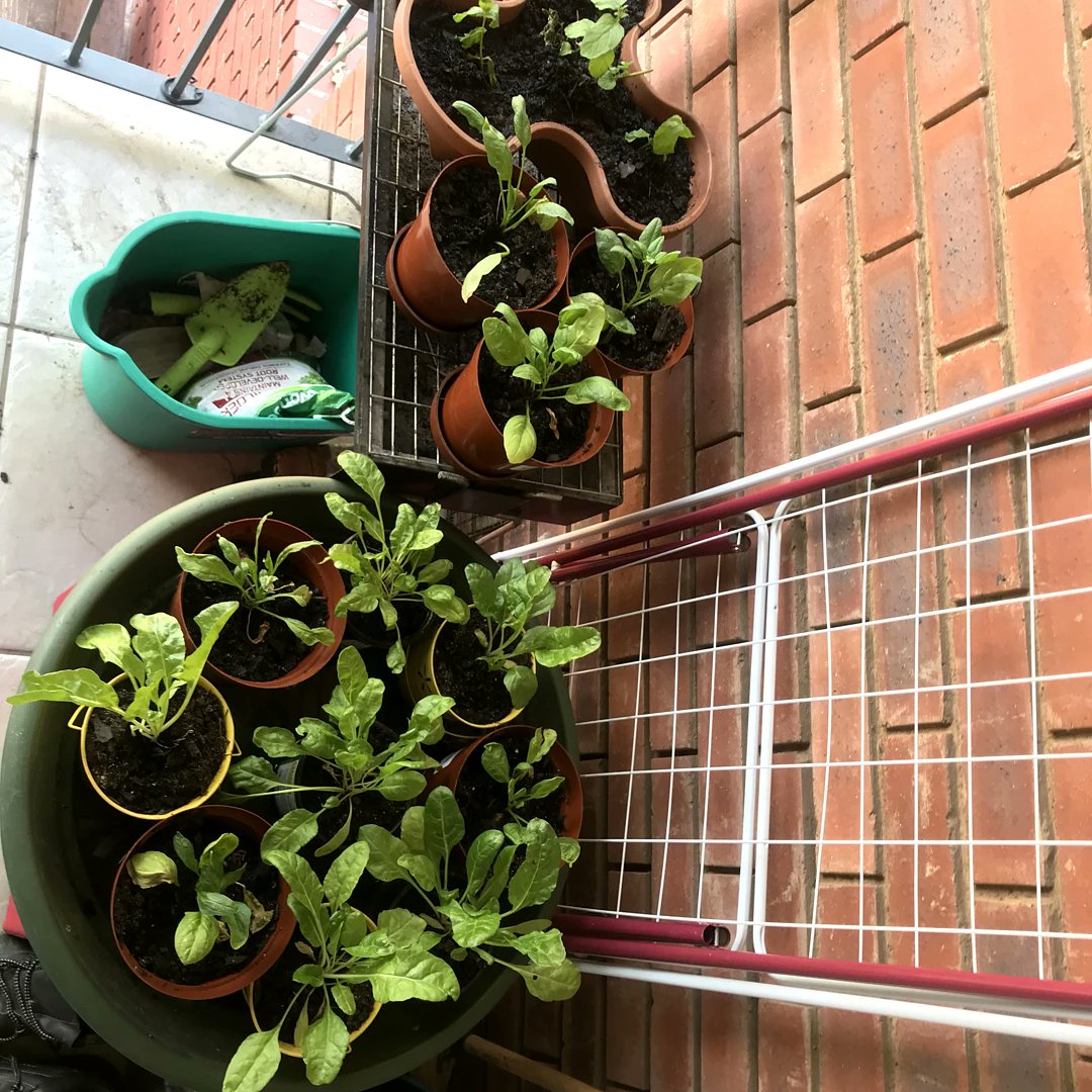 InkululoAgri's tweet photo. #DJSBU we advocate for growing up your own food, any space is good, agriculture is life. We have ideas for you. Check us info@inkululoagri.co.za https://t.co/v9V5EWcLAP