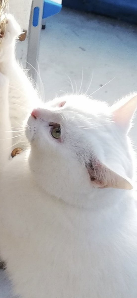 能ある鷹は爪を隠す Twitter Search