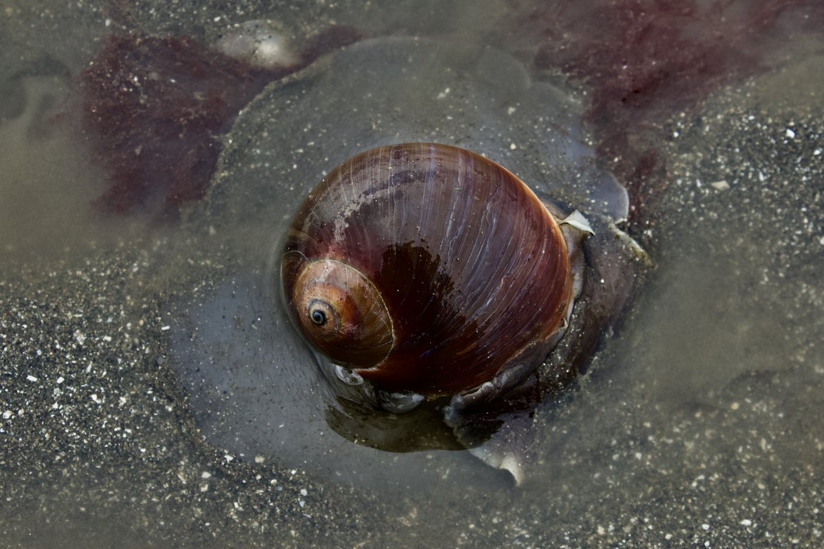 Top Tweets For ツメタガイ Instalker