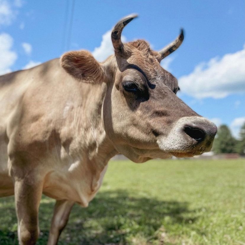 📅 20th August 2021
🐮 Maribeth
🏷Instagram/woodstocksanctuary
💕 #animaloftheday