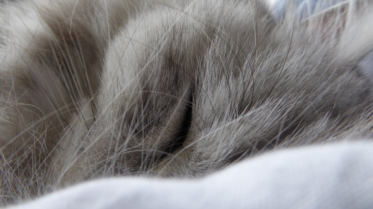 Silver_Puss's tweet photo. OK #Catsoftwitter, my hoomans are testing close-up #floof cam. Count the floofy hairs. Go on, count them. You can't. That's how floofy I am 😻 https://t.co/BrJcmhy5AQ