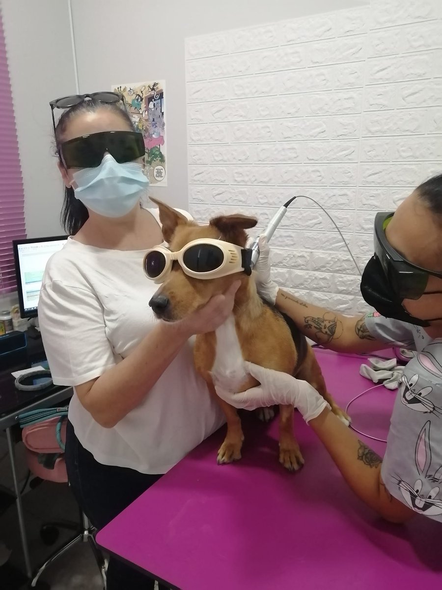 pinto_vet's tweet photo. 😂🤣Nuestros clientes están modernísimos con las gafas laser ❤️❤️❤️😎😎😎NORAH WAPISIMA
#Pinto #PintoVet #Klaser https://t.co/GLGkEZ7fnk