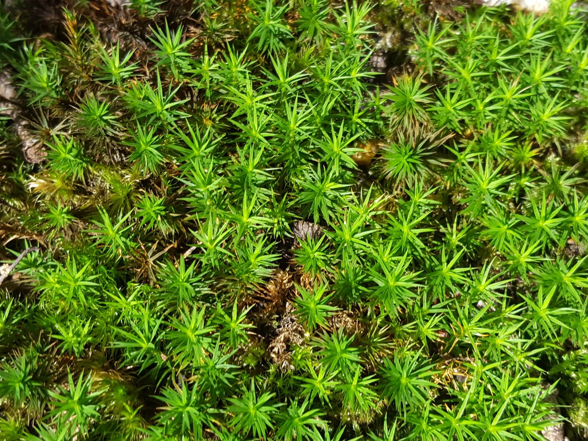 Serene green perfection on this Saturday morning @keeper_of_books @WoodlandTrust @mossysue #forestfloor #moss