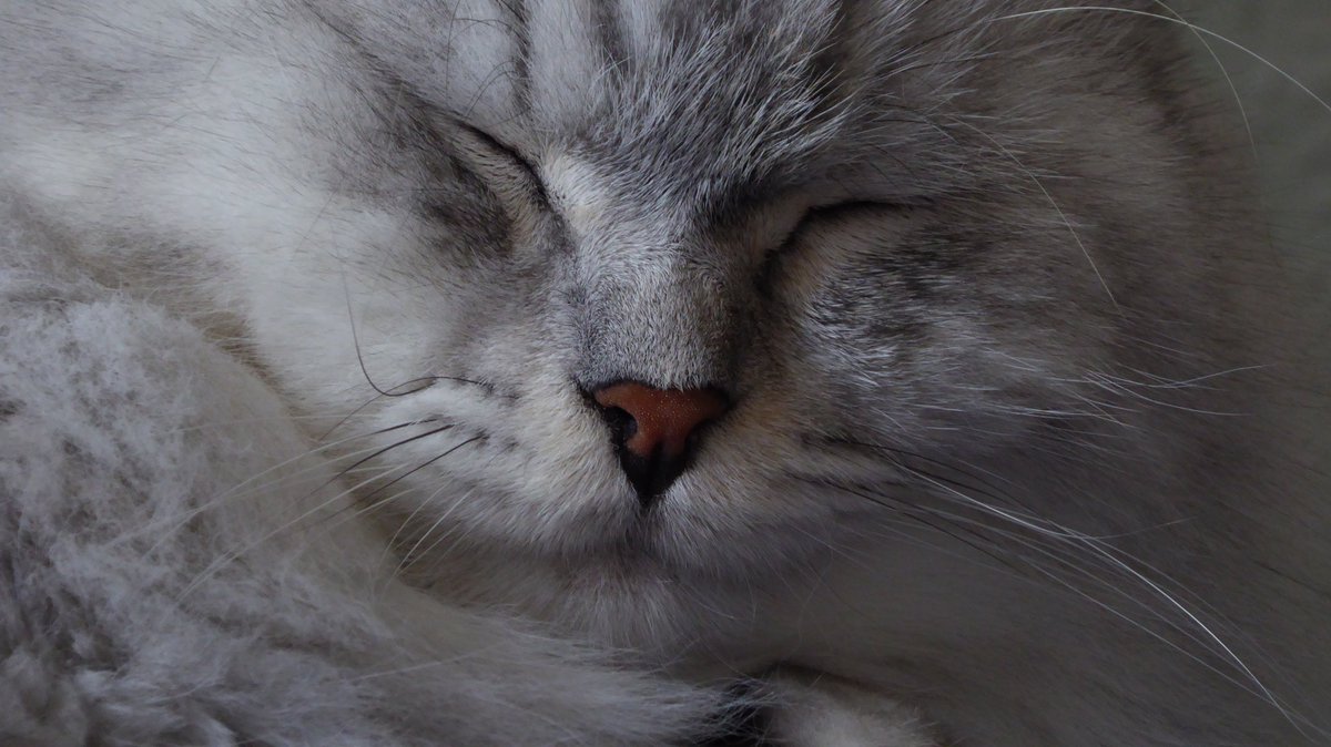 Silver_Puss's tweet photo. Now the hooman with the #floof cam is saying funny stuff like "open your eyes Silver", "say cheese".  Like a good pusscat, I comply. #CatsOfTwitter https://t.co/RFum3X9UQB
