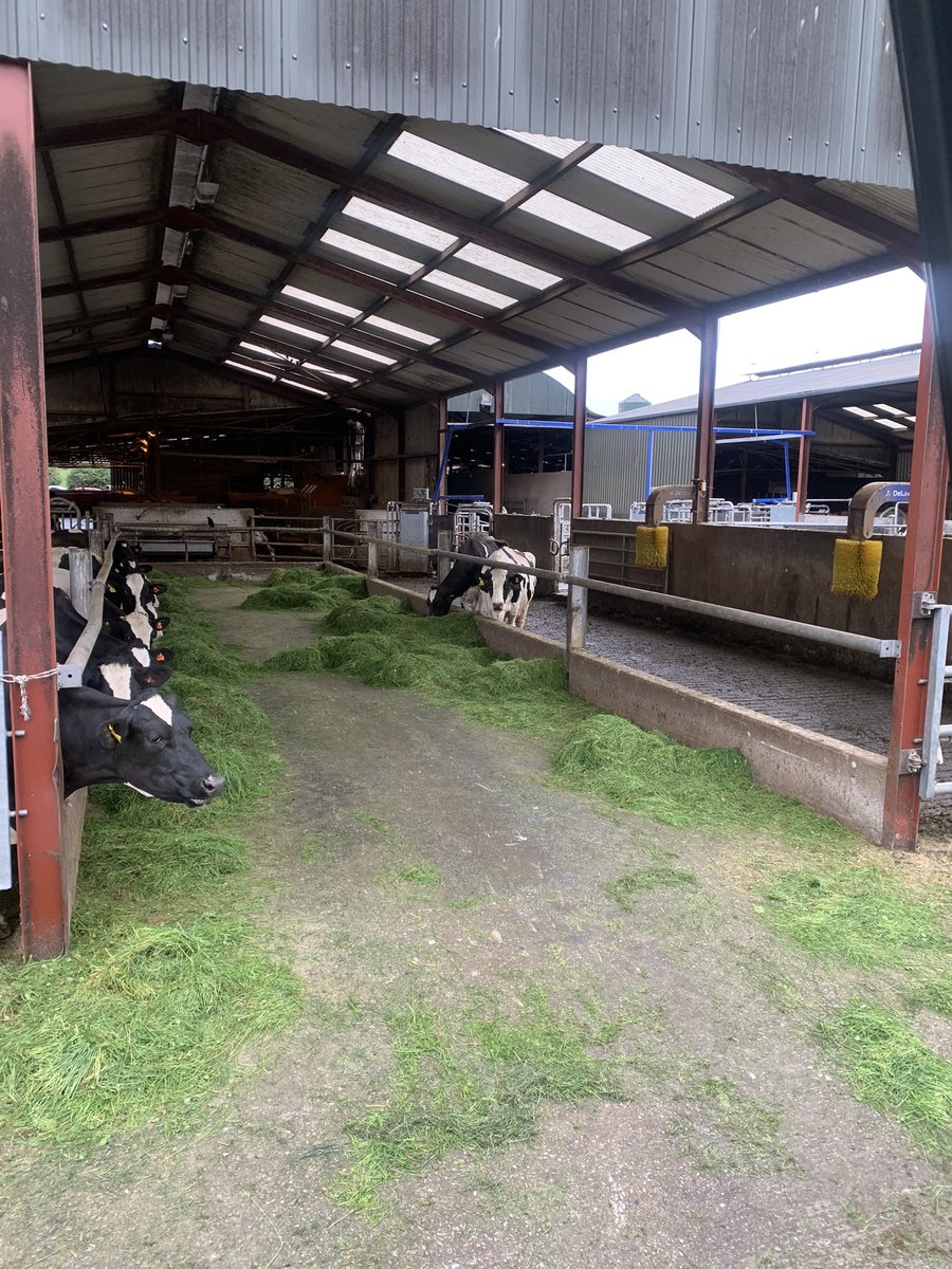 Brklydairysol's tweet photo. When ya know ya know ya fecked up #badfarmer #grassrefusal don’t happen often but it happened last night and dem dare #ladycows are well pissed off #grasstomilk I don’t think so #teamdairy https://t.co/8bawPXFwUO