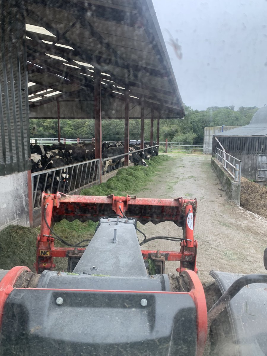 Brklydairysol's tweet photo. When ya know ya know ya fecked up #badfarmer #grassrefusal don’t happen often but it happened last night and dem dare #ladycows are well pissed off #grasstomilk I don’t think so #teamdairy https://t.co/8bawPXFwUO