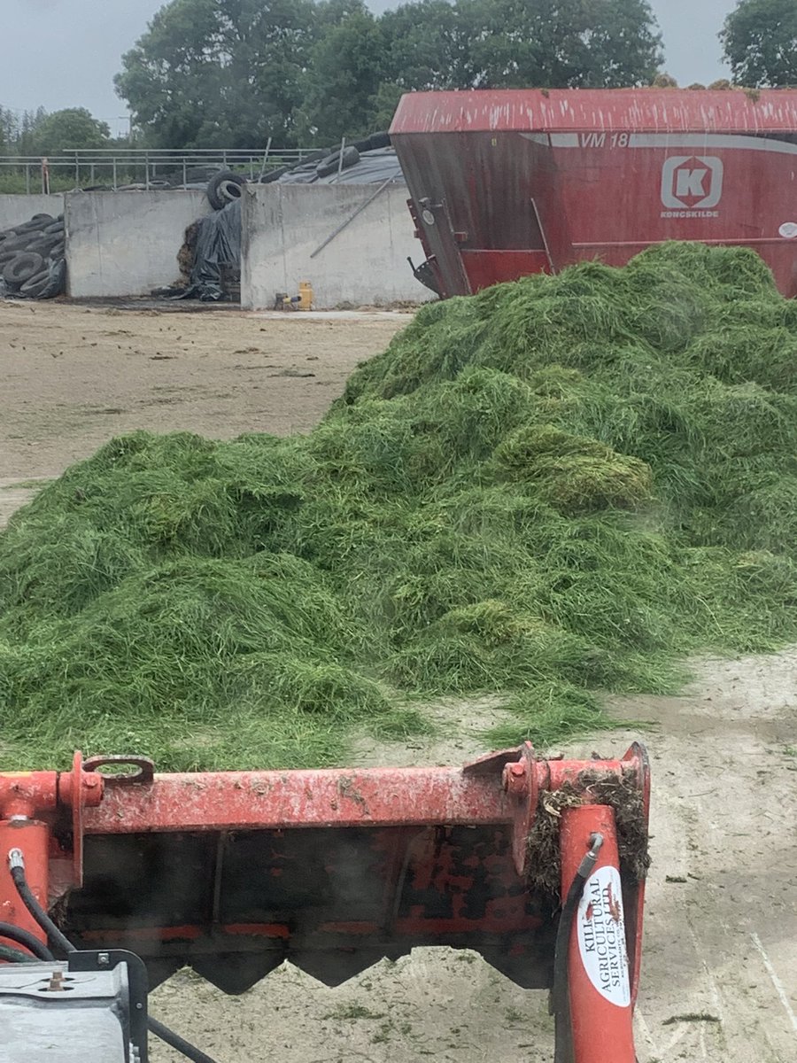 Brklydairysol's tweet photo. When ya know ya know ya fecked up #badfarmer #grassrefusal don’t happen often but it happened last night and dem dare #ladycows are well pissed off #grasstomilk I don’t think so #teamdairy https://t.co/8bawPXFwUO