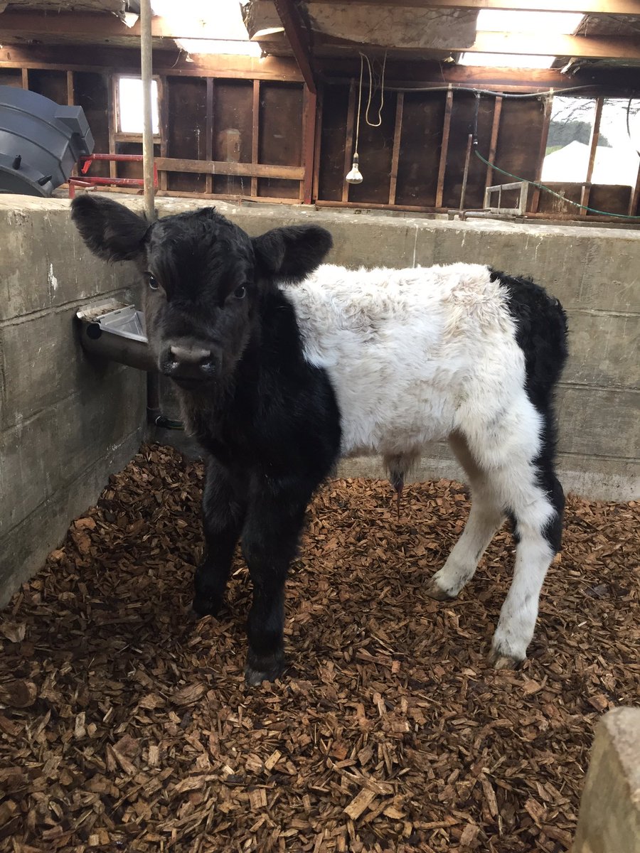 Today’s exhibit for cute calves 2021 is a Belted Galloway. I’ve got heaps of cute calves up my sleeve this calving season. Don’t think you’re gonna beat me Chris😜😜<a href="/Lewisridge_Farm/">Chris🥛Proud Food Producer 🐄🐂</a> <a href="/juliajones110/">Jones, Julia</a>