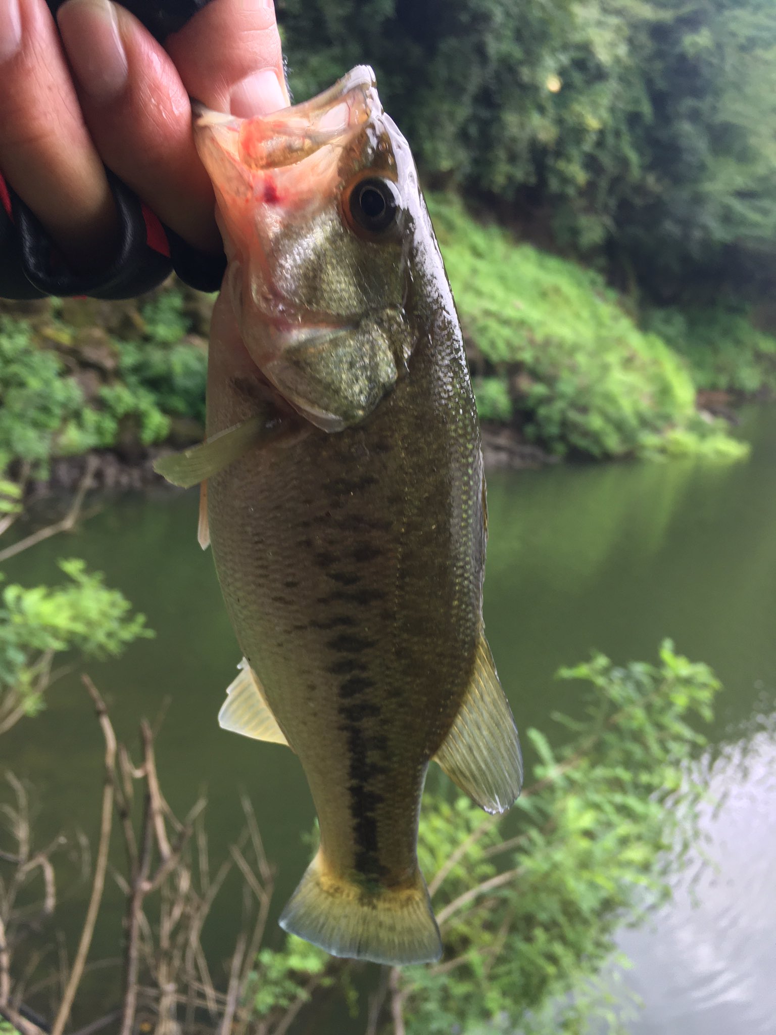 Tweets With Replies By Db Ishii Crazy Bass Fishing Dbishii Twitter