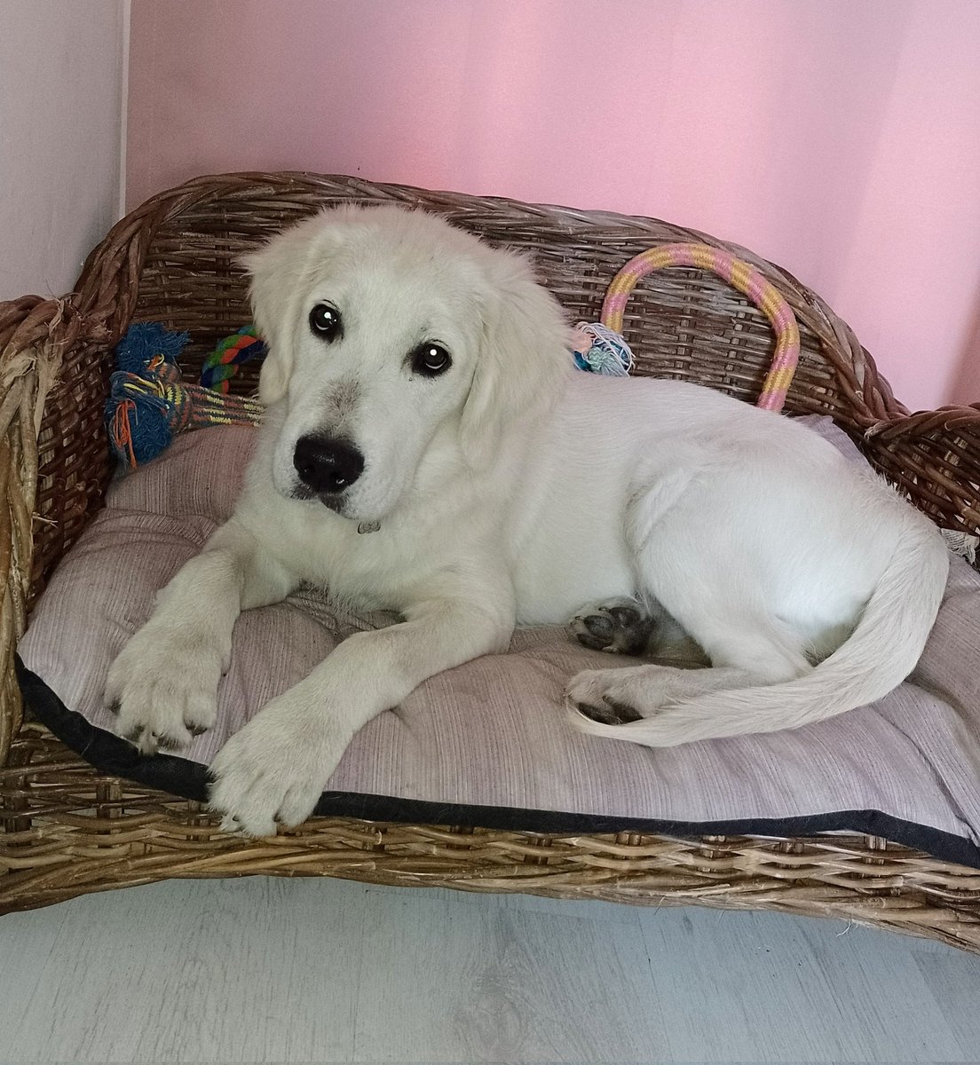 🥰 #dogs #saturdayvibe #dogsoftwitter #GoldenRetrievers