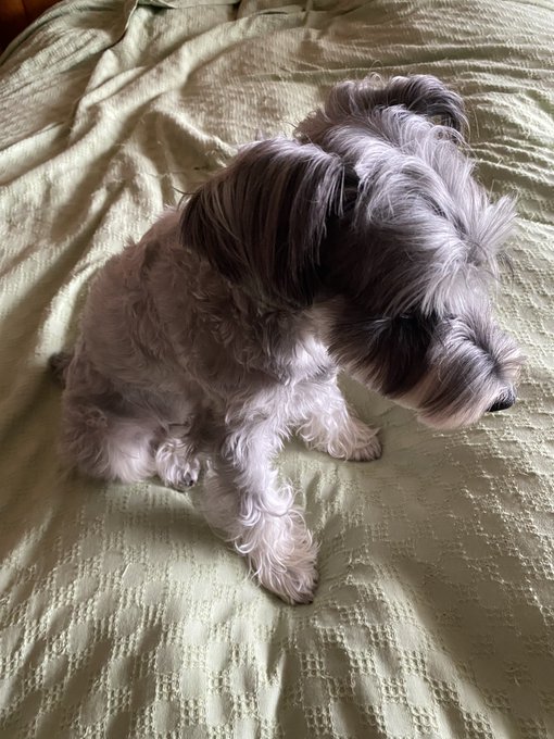 母ちゃんが出かけて寂しそうなチャキ太郎🐶🐶

私は足がアレなんで、この週末はお散歩代わってもらうことになりました。
申し訳ないのぅ。゜+(σ'д`。)+゜・クスン… 