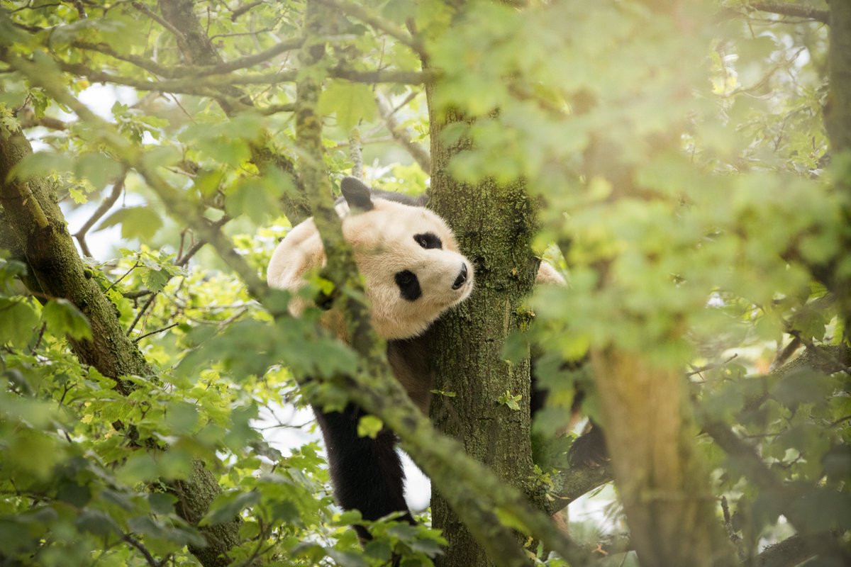 Happy Birthday Yang Guang! 🐼 

Our little bit of sunshine is 18 today... we think he'll be on the panda cake and bamboo shoots all night 🎋🎂

You can see the birthday boy outside on Panda Cam ➡️ edinburghzoo.org.uk/pandacam