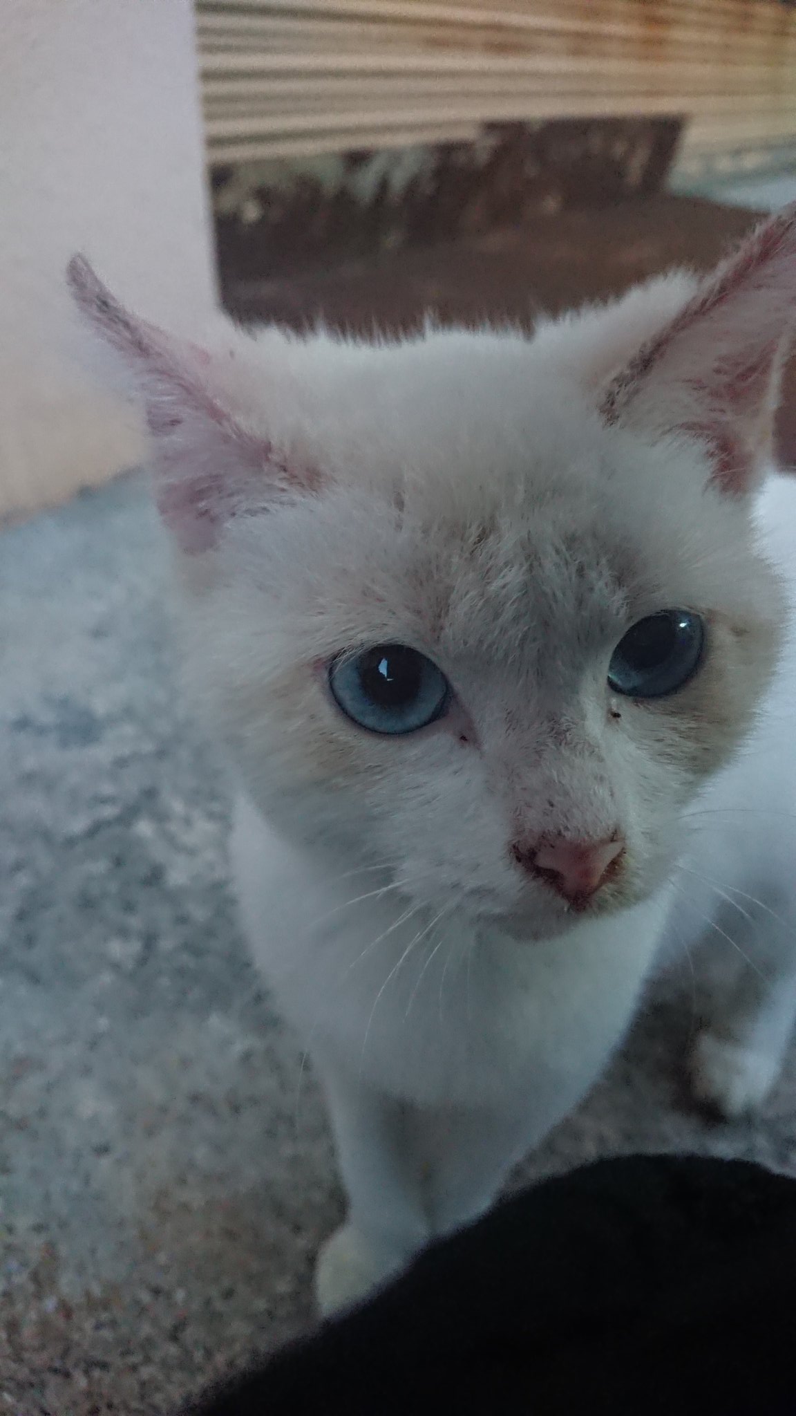 M Tomo 那覇市港町の元かんぽレクセンター辺りの野良猫だった青い目の白猫ちゃん 周辺の人たちみんなで見守っていた いなくなって約３ヶ月 誰かにもらわれて 幸せになっているのかな そう信じたい 白い猫 野良猫 那覇市 港町 保護 迷い