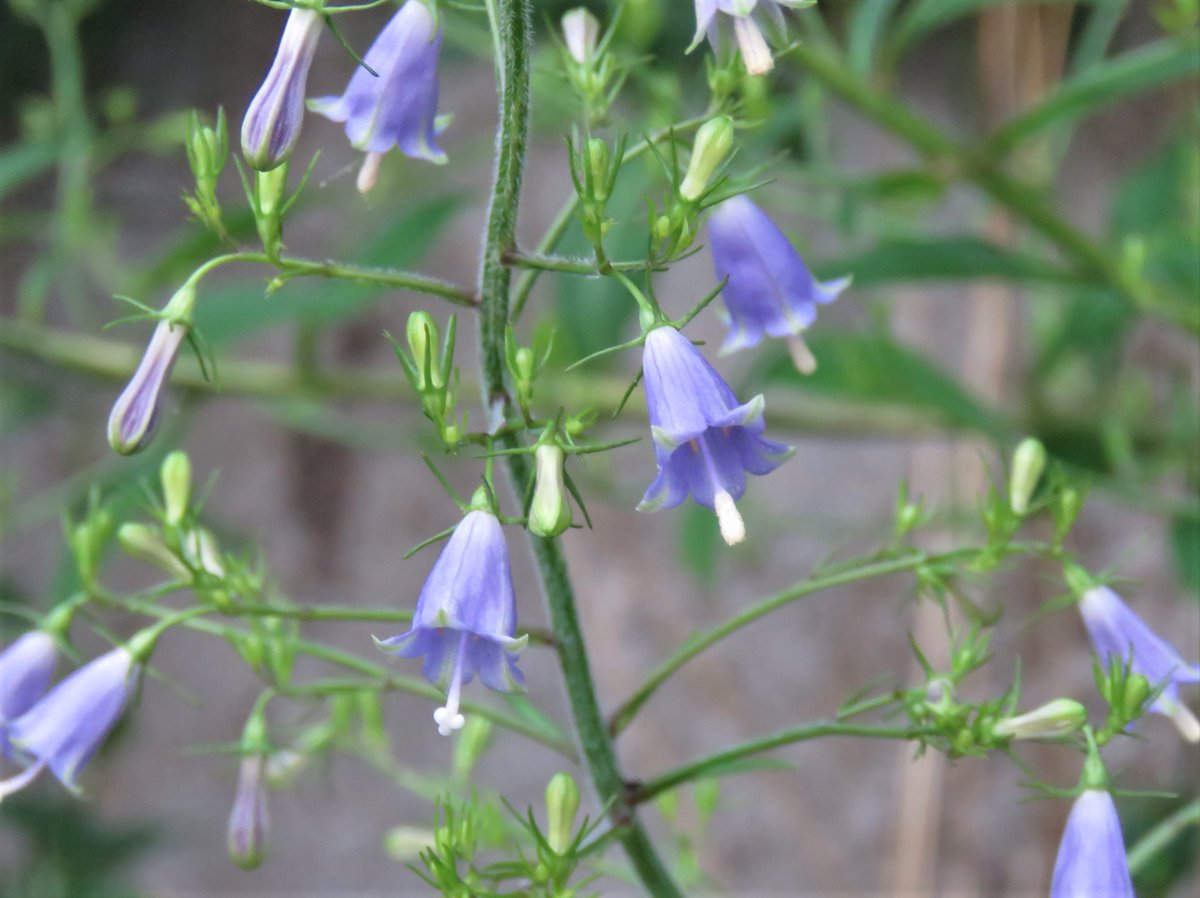 Top Tweets For 雨降り花 Instalker