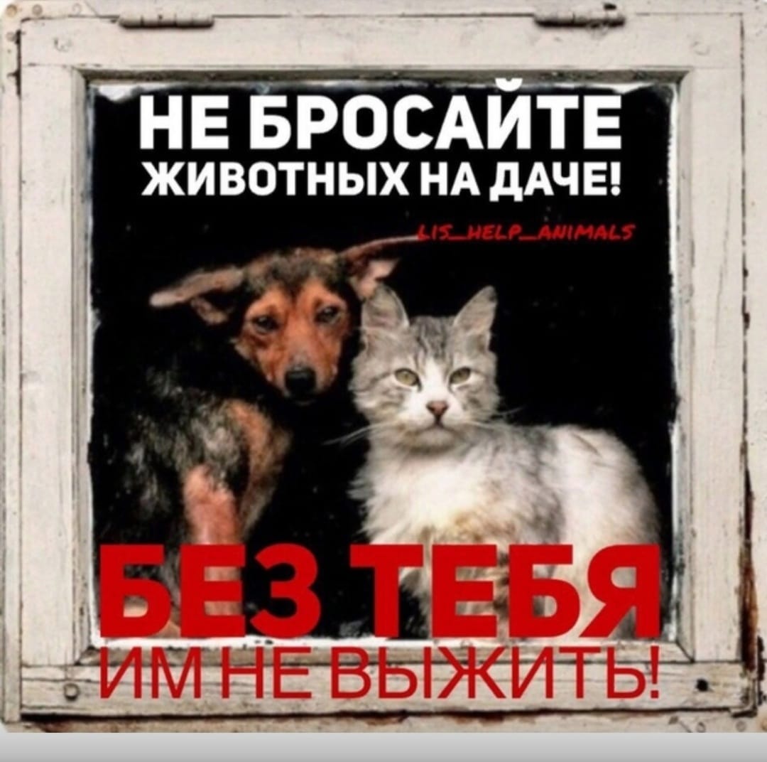 zverikivdar's tweet image. Август… Грустный месяц лета. 
Грустный потому, что последний, потому, что скоро закончится тепло, а впереди дожди и холода. 
Дачники, будьте людьми!
Без вас животным зимой не выжить! Не бросайте их!
#бездомныеживотные #будьответственным #небросайте