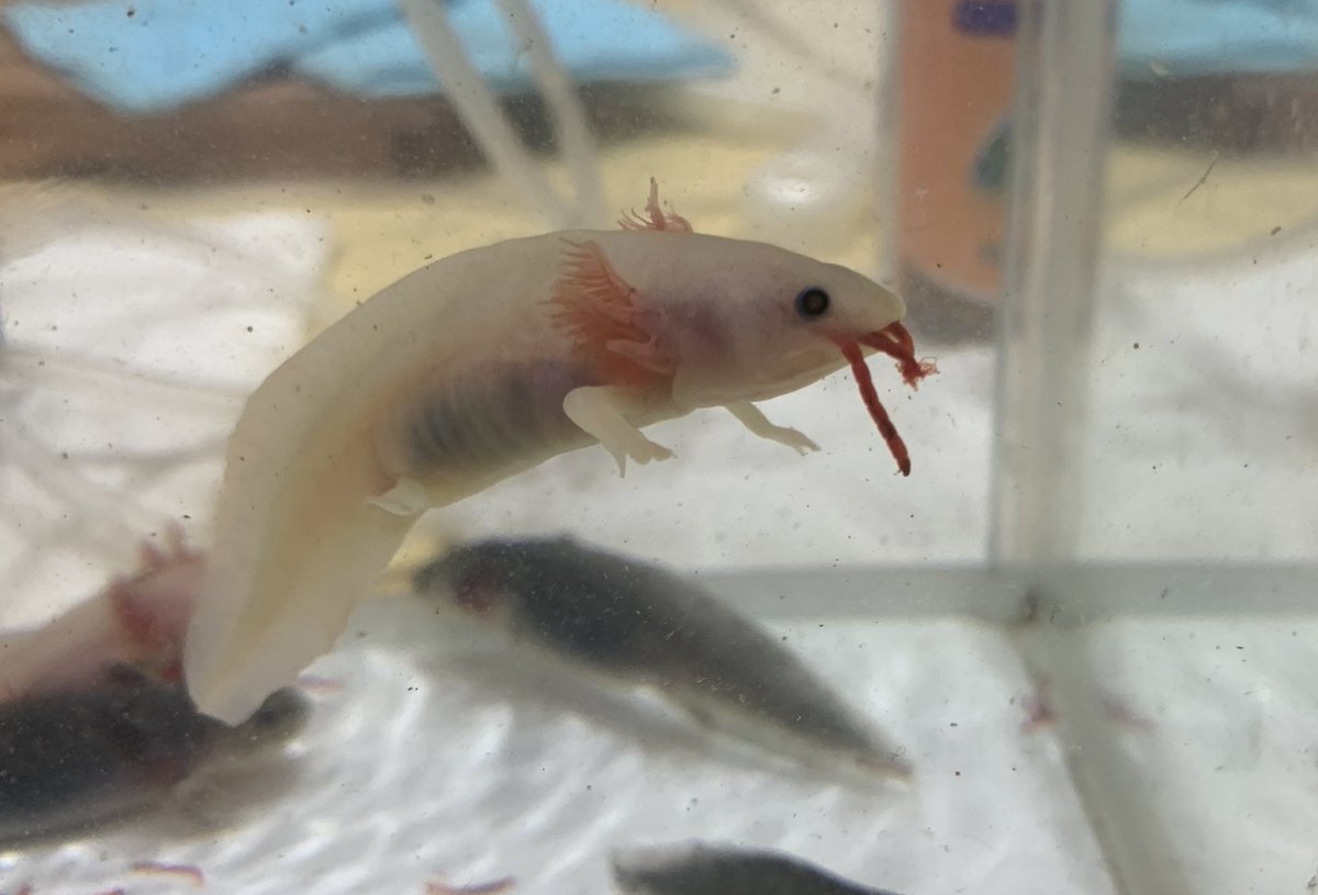 るうこ 食べ方 ウーパールーパー るうこ 食べ方 ウーパールーパー