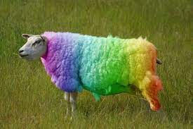Silver_Puss's tweet photo. @cat_yawns @Ophur_Cat I don't know much about wool, but I do know that that came from one crazy sheep https://t.co/teXa2Q2YYu