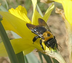 Floris_et_Fauna's tweet photo. Ecology Glossary #32

#Nectarivore: an animal which derives its energy and nutrient requirements from a diet consisting mainly or exclusively of the sugar-rich nectar produced by flowering plants. https://t.co/rlkhAJq9y1