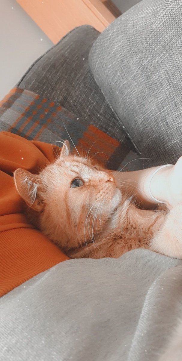 Catbreviews tweet media