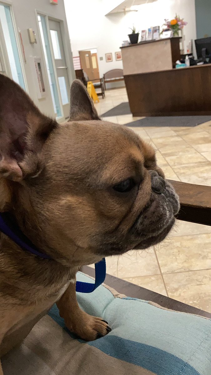 pebwebs's tweet photo. Hi pals, keep me in your thoughts I’m not feeling well and at the emergency vet. #DogsofTwittter #dogtor https://t.co/xNCpIzamTG