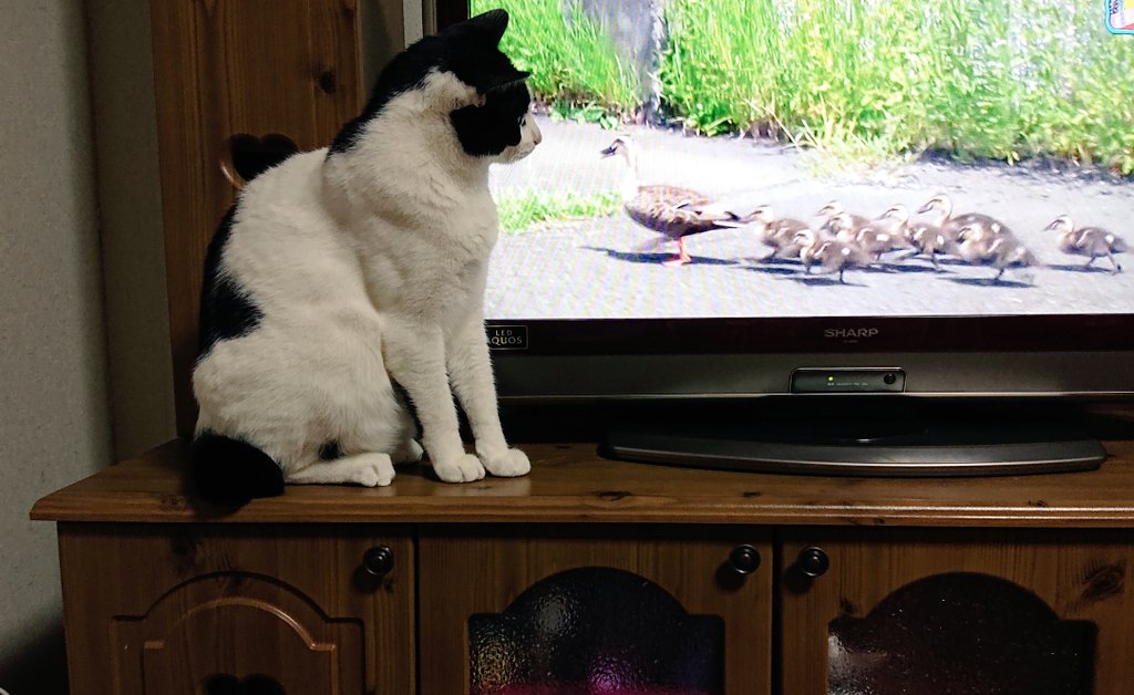 15moko30's tweet photo. テレビの特等席にて、カルガモの親子の引っ越しを見守るモコさん😂
番組始まってからずっとこんな感じ(笑) https://t.co/nx6toHAz84