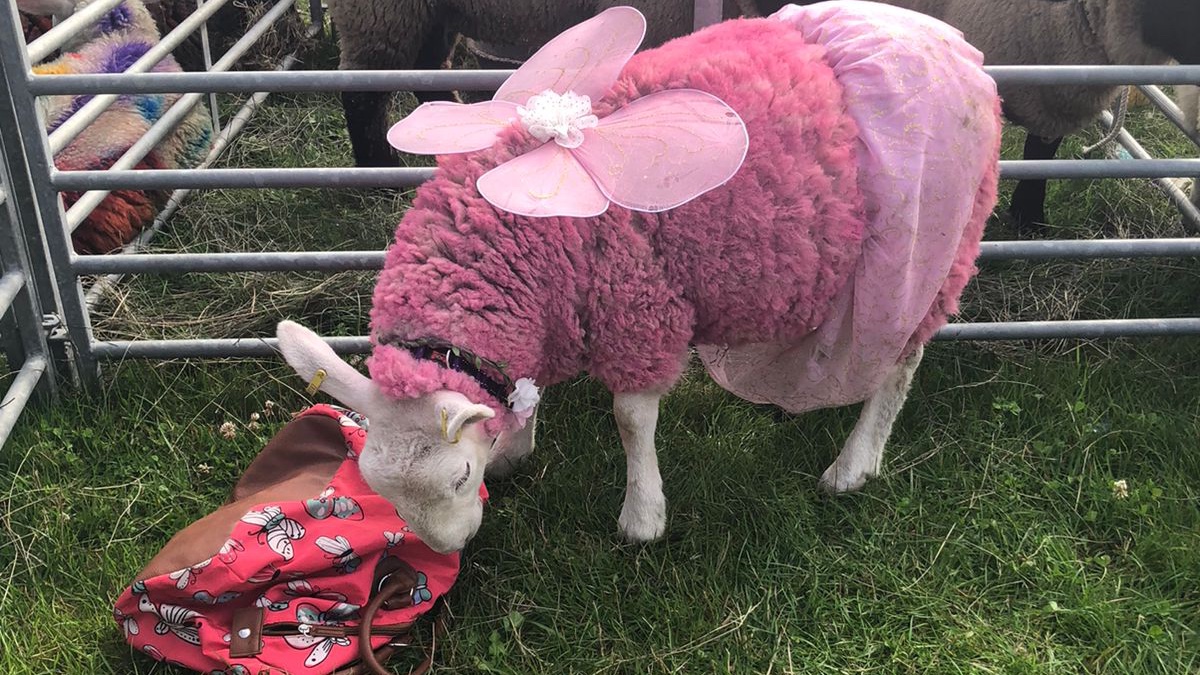 Today, we're at the Royal Manx Agricultural Show with our animals (even the pink one), our Manx wagyu, and our team of Meat Heroes.
Learn more about our Manx wagyu here: ballakelly.farm/how-can-wagyu-…