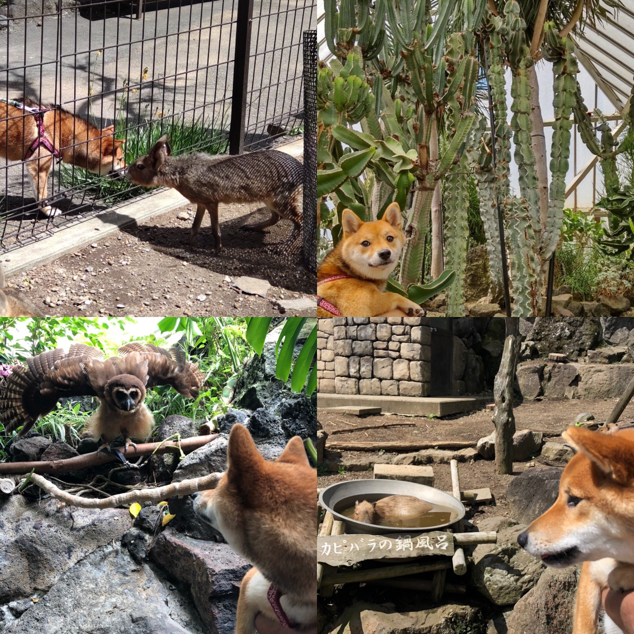 土間柴くぬぎの成長日記 少し前にワンコファーストの伊豆へ 伊豆シャボテン動物公園では動物にビビり 宿で美食と温泉を楽しみ 大室山では絶景と初リフトを経験 十国峠で天空のドッグランへ 最高の思い出だね 伊豆シャボテン動物公園 愛犬の駅 大室山リフト 土間柴くぬぎの成長日記 少し前にワンコファーストの伊豆へ 伊豆シャボテン動物公園では動物にビビり 宿で美食と温泉を楽しみ 大室山では絶景と初リフトを経験 十国峠で天空のドッグランへ 最高の思い出だね 伊豆シャボテン動物公園 愛犬の駅 大室山リフト