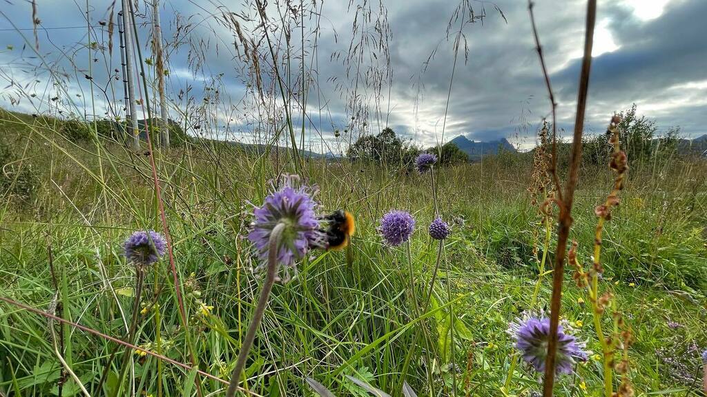 Yay! Bees in Lofoten 😃🎉🙌🏽🏔🌱🐝