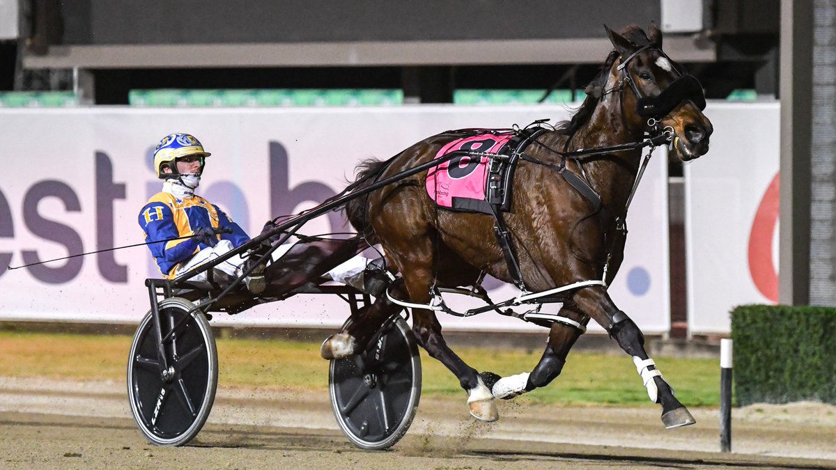 𝗚𝗔𝗥𝗥𝗔𝗥𝗗𝗦 𝗟𝗔𝗗𝗬𝗦𝗛𝗜𝗣 𝗦𝗧𝗔𝗞𝗘𝗦 (𝗚𝗥𝗢𝗨𝗣 𝟯)
horseandhound.com.au
🐴ROCKNROLL ANGEL
𝗧𝗥𝗔𝗜𝗡𝗘𝗥: Jason Grimson
𝗗𝗥𝗜𝗩𝗘𝗥: Cameron Hart