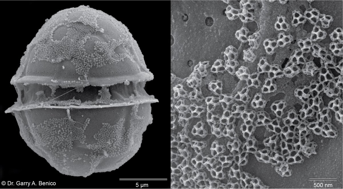 A new Dinoflagellate Heterocapsa philippinensis Benico, W.M.Lum, K.Takahashi &amp; Iwataki 2021

algaebase.org/search/species…