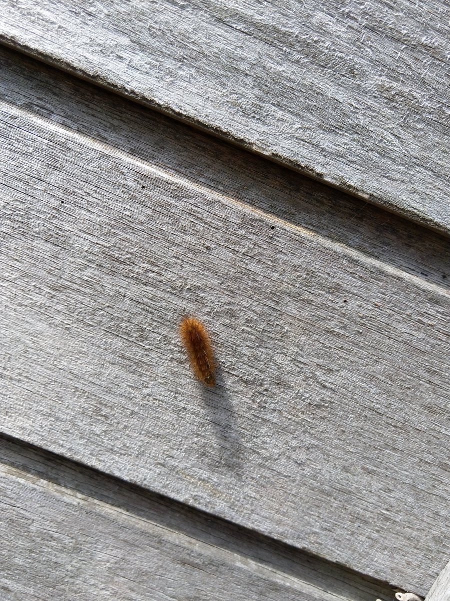 Iemand een idee wat voor rups dit is? Ongeveer 2cm groot. <a href="/lievenscheire/">Lieven Scheire</a>,heb jij een idee?