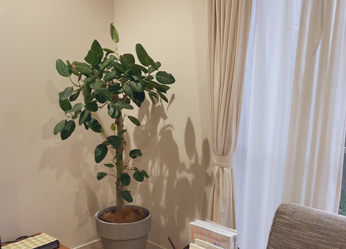 花言葉は長寿 永遠の幸せ