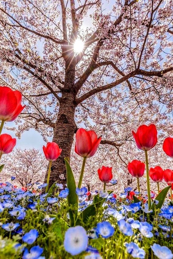 RashadaWrites's tweet photo. “When you arise in the morning think of what a precious privilege it is to be alive, to breathe, to think, to enjoy, to love.” #quotes 🌷☀️🌷#nature #photography https://t.co/eDxDMdgaU5