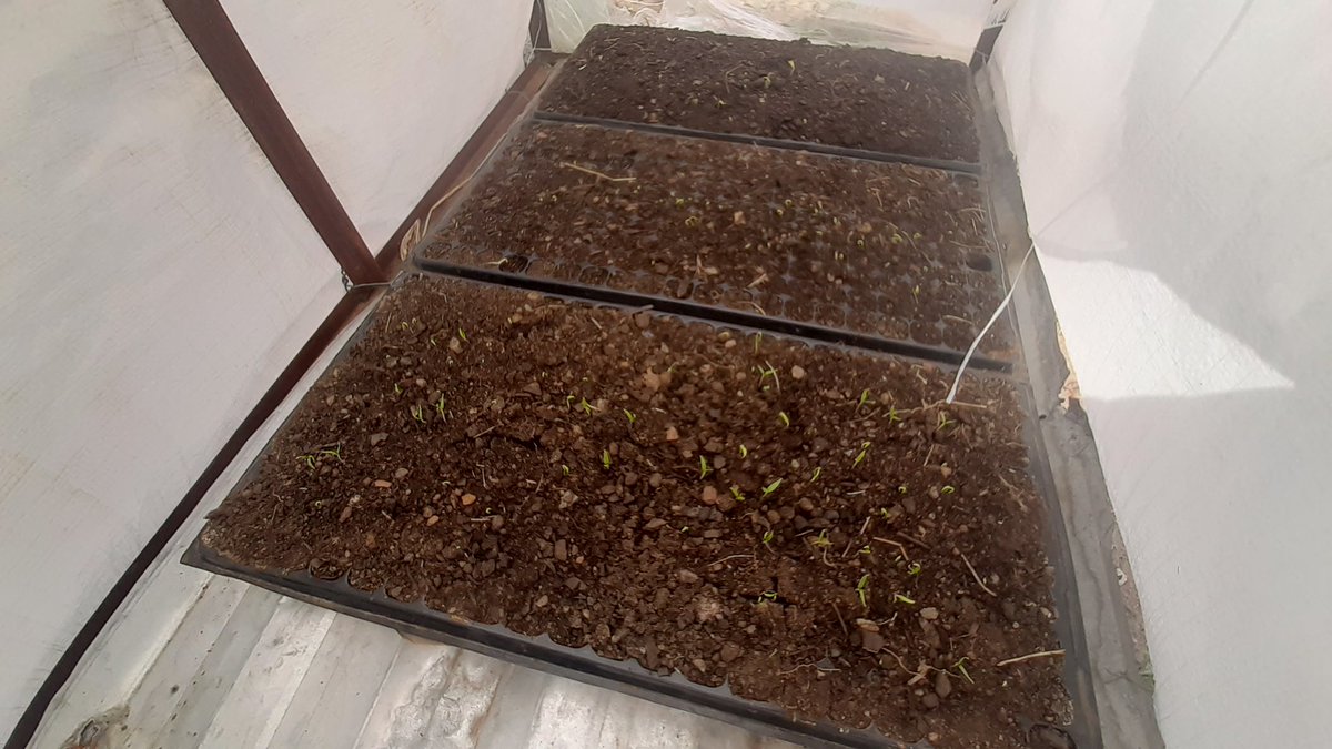 CSakithe3RD's tweet image. After losing my entire okra crop to frost am back in my backyard garden with these promising bell pepper seedlings.