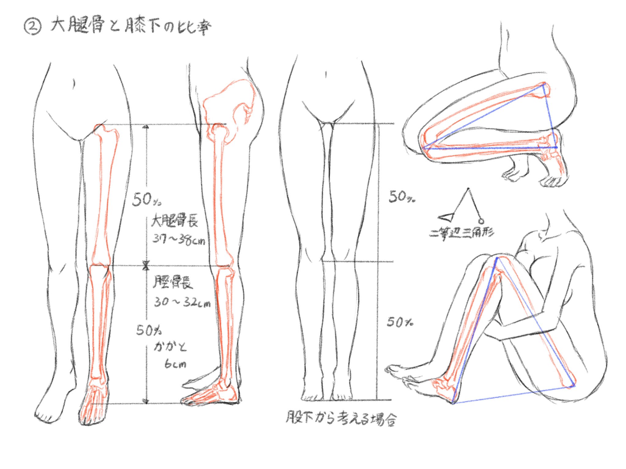 べたにゃ 太ももと膝下の比率は 大腿骨の長さが37センチで脛骨の長さが３０センチくらいということなので 踵の高さ を6センチくらいとしたらこんな比率になるのかな 大腿骨の骨頭がどこにあるのか考えるのがめんどうなときは 股下から膝下で半分くらい
