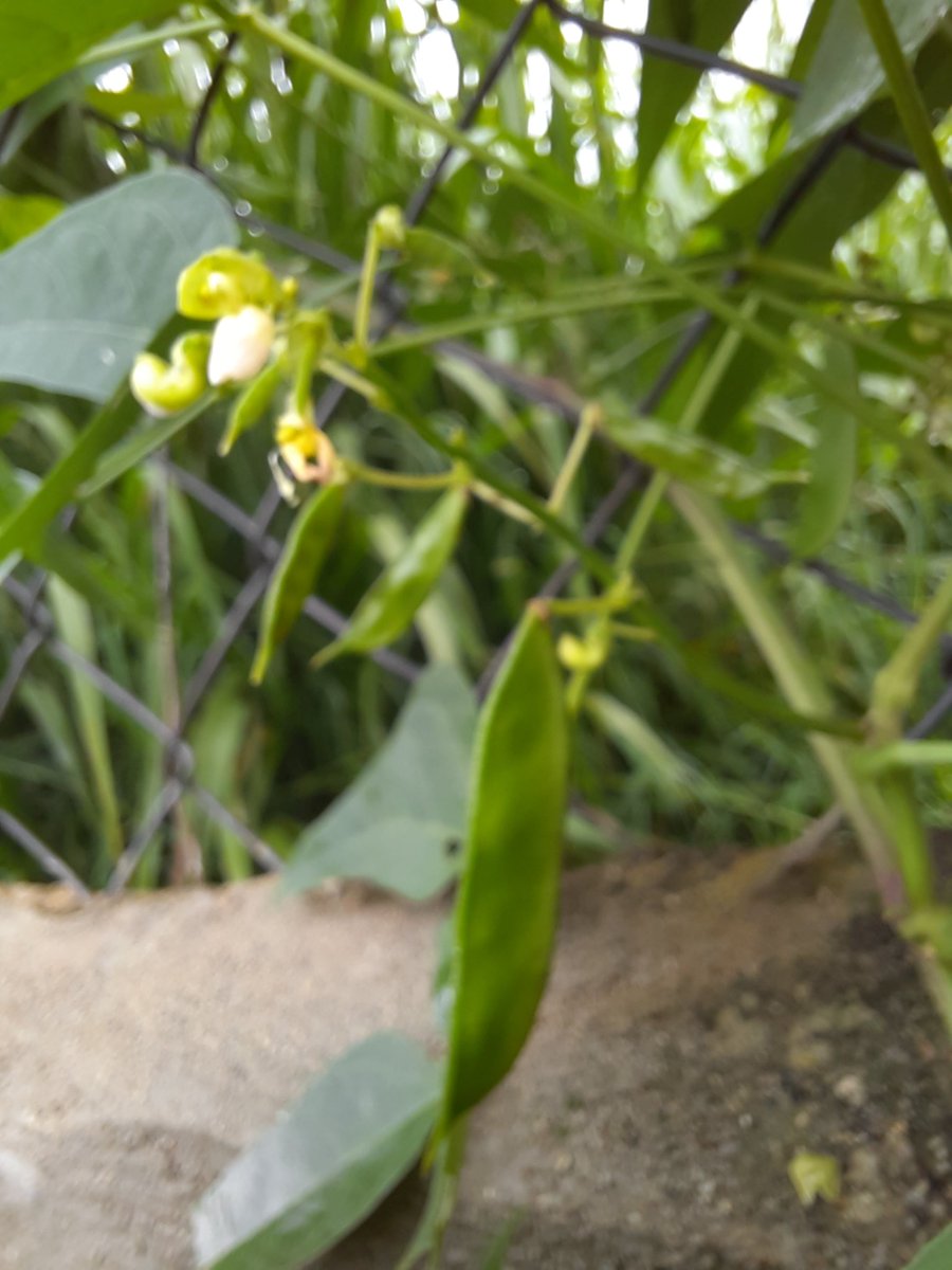 GustavoENouelB's tweet image. Feliz y agradecido de Dios y la Biodoversidad de Leguminosas Americanas, Phaseolus lunatus, lima bean, caraota de año, tapiramo, en tan solo 75 días va de un vigor espectacular y una carga maravillosa, gracias Dr @jhonathantorres, no lo vamos a defraudar habrá mucha semilla