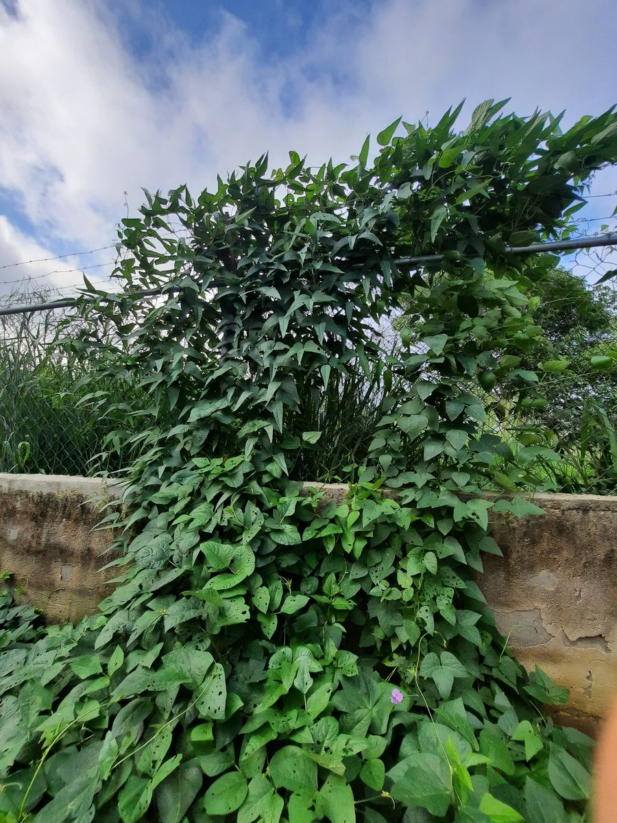 GustavoENouelB's tweet image. Feliz y agradecido de Dios y la Biodoversidad de Leguminosas Americanas, Phaseolus lunatus, lima bean, caraota de año, tapiramo, en tan solo 75 días va de un vigor espectacular y una carga maravillosa, gracias Dr @jhonathantorres, no lo vamos a defraudar habrá mucha semilla