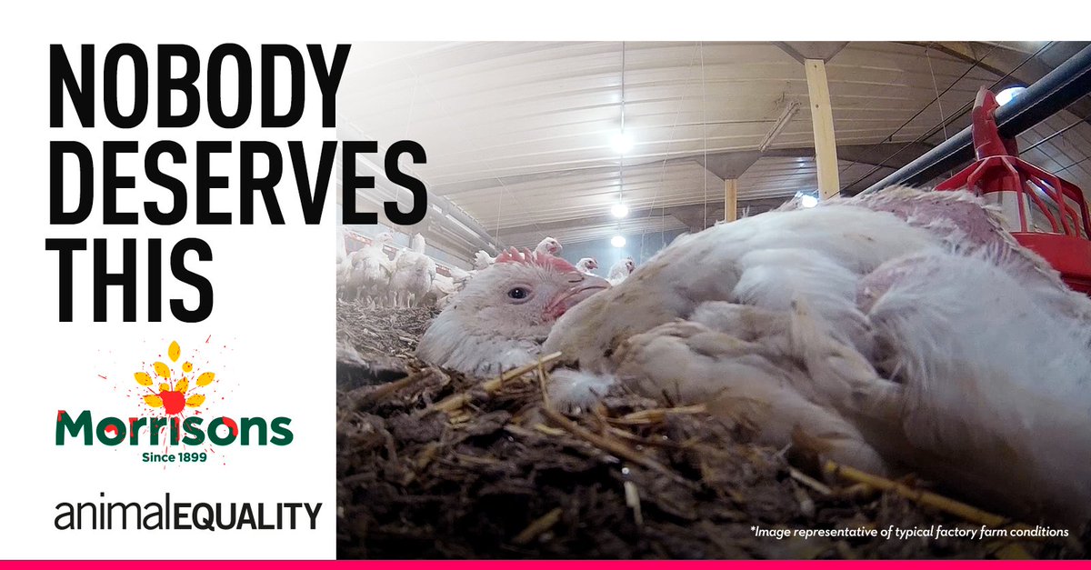 animal_equality's tweet photo. Hundreds of activists are protesting online and at @Morrisons stores around the country today, demanding the supermarket ends the very cruellest treatment of chickens in its supply chain. 

Join us by retweeting posts under the #MorrisonsMisery hashtag! https://t.co/fIrbasjnuz