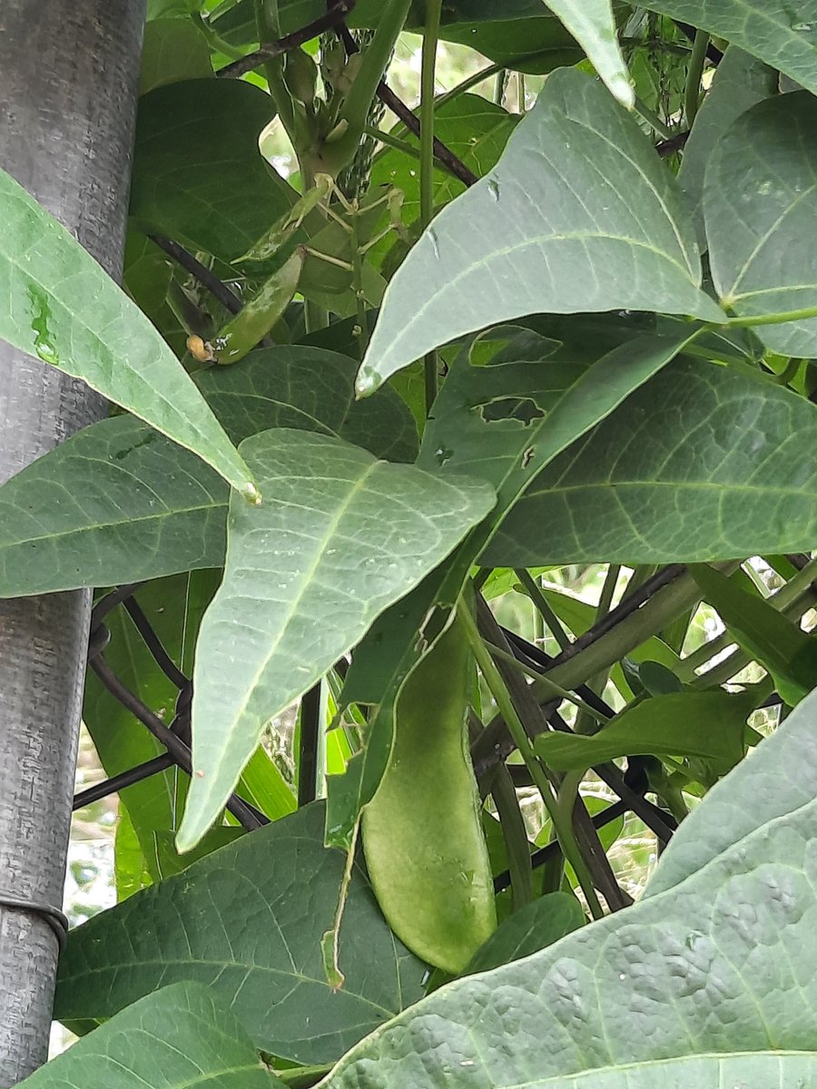 GustavoENouelB's tweet image. Feliz y agradecido de Dios y la Biodoversidad de Leguminosas Americanas, Phaseolus lunatus, lima bean, caraota de año, tapiramo, en tan solo 75 días va de un vigor espectacular y una carga maravillosa, gracias Dr @jhonathantorres, no lo vamos a defraudar habrá mucha semilla