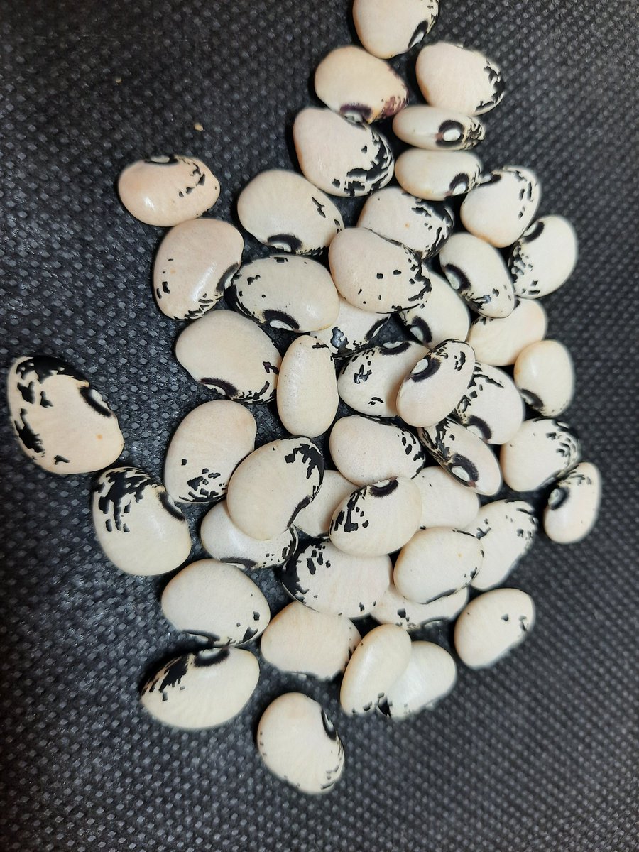 GustavoENouelB's tweet image. Feliz y agradecido de Dios y la Biodoversidad de Leguminosas Americanas, Phaseolus lunatus, lima bean, caraota de año, tapiramo, en tan solo 75 días va de un vigor espectacular y una carga maravillosa, gracias Dr @jhonathantorres, no lo vamos a defraudar habrá mucha semilla