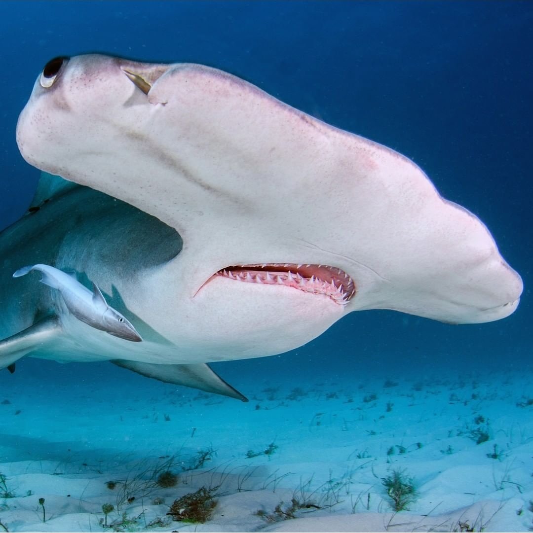Giant Hammerhead Shark